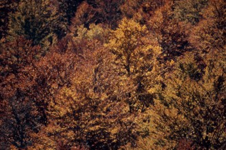 Nature, Italy, region of Calabria 1975 Comprensorio del Pollino - Monte Pollino (Pollino
