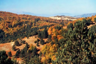 Nature, Italy, region of Calabria 1975 Sila Piccola (Little Sila).