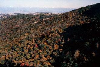 Nature, Italy, region of Calabria 1975 Sila Piccola (Little Sila).