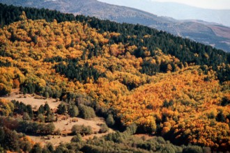 Nature, Italy, region of Calabria 1975 Sila Piccola (Little Sila).