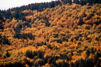 Nature, Italy, region of Calabria 1975 Sila Piccola (Little Sila).