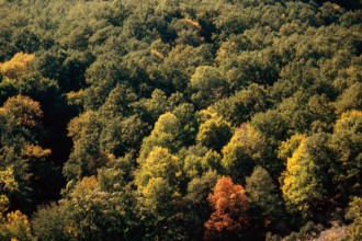 Nature, Italy, region of Calabria 1975 Sila Piccola (Little Sila).