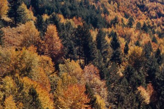 Nature, Italy, region of Calabria 1975 Sila Piccola (Little Sila).