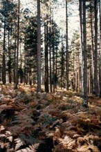 Nature, Italy, region of Calabria 1975 Sila Piccola (Little Sila).