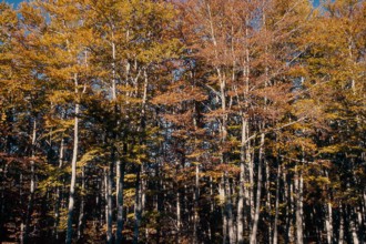 Nature, Italy, region of Calabria 1975 Sila Piccola (Little Sila).