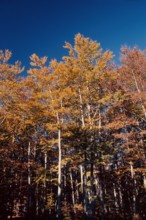Nature, Italy, region of Calabria 1975 Sila Piccola (Little Sila).