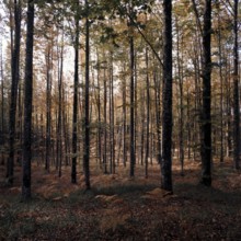 Nature, Italy, region of Calabria Serre Calabresi (Calabrese Greenhouses).