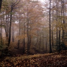 Nature, Italy, region of Calabria Serre Calabresi (Calabrese Greenhouses).