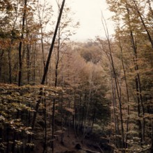 Nature, Italy, region of Calabria Serre Calabresi (Calabrese Greenhouses).