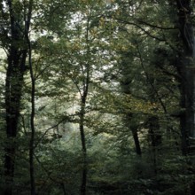 Nature, Italy, region of Calabria Serre Calabresi (Calabrese Greenhouses).