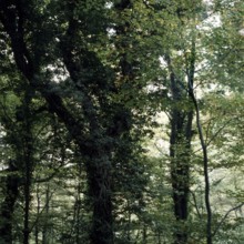 Nature, Italy, region of Calabria Serre Calabresi (Calabrese Greenhouses).