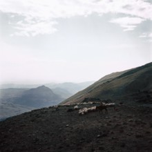 Nature, Italy, region of Sicilia 1975 Le Madonie (Tne Madonie).