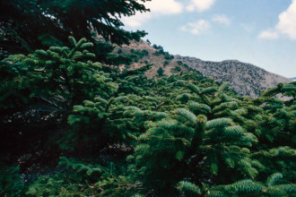 Nature, Italy, region of Sicilia 1975 Abies nebrodensis (Nebrodi Fir).