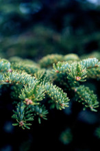 Nature, Italy, region of Sicilia 1975 Abies nebrodensis (Nebrodi Fir).
