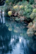 Nature, Italy, region of Sicilia 1975 Fonte Ciane (Ciane source).