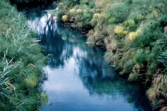 Nature, Italy, region of Sicilia 1975 Fonte Ciane (Ciane source).