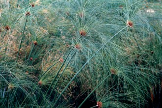 Nature, Italy, region of Sicilia 1975 Fonte Ciane (Ciane source).