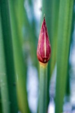 Nature, Italy, region of Sicilia 1975 Fonte Ciane (Ciane source).