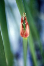 Nature, Italy, region of Sicilia 1975 Fonte Ciane (Ciane source).