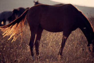 Nature, Italy, region of Sicilia 1975 Piana degli Albanesi (Albanesi Plain).