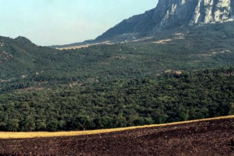Nature, Italy, region of Sicilia 1975 Rocca Busambra - Bosco della Ficuzza (Busambra Rock - Ficuzza