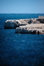 Nature, Italy, region of Sicilia 1975 Isola di Capo Passero (Capo Passero Island).