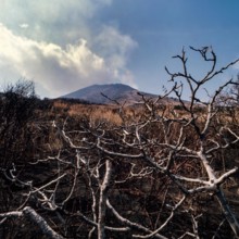 Nature, Italy, region of Sicilia 1975 Isole Eolie, Isola di Stromboli (Aeolian Islands, Stromboli