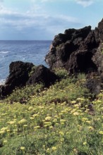 Nature, Italy, region of Sicilia 1975 Isole Eolie, Isola di Stromboli (Aeolian Islands, Stromboli