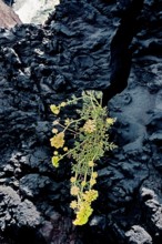 Nature, Italy, region of Sicilia 1975 Isole Eolie, Isola di Stromboli (Aeolian Islands, Stromboli