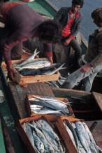 Nature, Italy, region of Sicilia 1975 Isole Egadi, Isola di Marettimo (Egadi Islands,  Marettimo