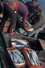 Nature, Italy, region of Sicilia 1975 Isole Egadi, Isola di Marettimo (Egadi Islands,  Marettimo