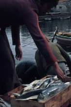 Nature, Italy, region of Sicilia 1975 Isole Egadi, Isola di Marettimo (Egadi Islands,  Marettimo