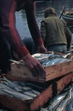 Nature, Italy, region of Sicilia 1975 Isole Egadi, Isola di Marettimo (Egadi Islands,  Marettimo