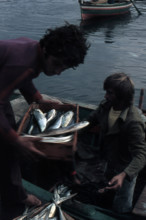 Nature, Italy, region of Sicilia 1975 Isole Egadi, Isola di Marettimo (Egadi Islands,  Marettimo