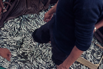 Nature, Italy, region of Sicilia 1975 Isole Egadi, Isola di Marettimo (Egadi Islands,  Marettimo