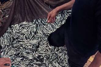 Nature, Italy, region of Sicilia 1975 Isole Egadi, Isola di Marettimo (Egadi Islands,  Marettimo