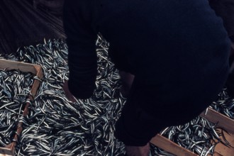 Nature, Italy, region of Sicilia 1975 Isole Egadi, Isola di Marettimo (Egadi Islands,  Marettimo