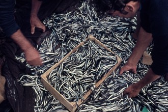 Nature, Italy, region of Sicilia 1975 Isole Egadi, Isola di Marettimo (Egadi Islands,  Marettimo