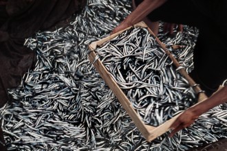 Nature, Italy, region of Sicilia 1975 Isole Egadi, Isola di Marettimo (Egadi Islands,  Marettimo