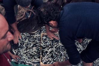 Nature, Italy, region of Sicilia 1975 Isole Egadi, Isola di Marettimo (Egadi Islands,  Marettimo