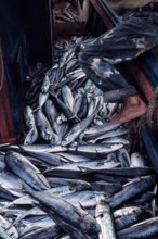 Nature, Italy, region of Sicilia 1975 Isole Egadi, Isola di Marettimo (Egadi Islands,  Marettimo