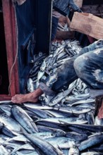 Nature, Italy, region of Sicilia 1975 Isole Egadi, Isola di Marettimo (Egadi Islands,  Marettimo