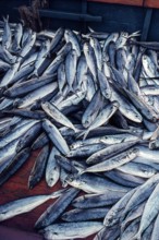 Nature, Italy, region of Sicilia 1975 Isole Egadi, Isola di Marettimo (Egadi Islands,  Marettimo