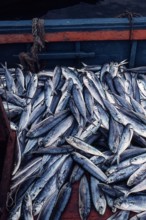 Nature, Italy, region of Sicilia 1975 Isole Egadi, Isola di Marettimo (Egadi Islands,  Marettimo