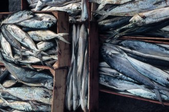 Nature, Italy, region of Sicilia 1975 Isole Egadi, Isola di Marettimo (Egadi Islands,  Marettimo