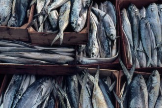 Nature, Italy, region of Sicilia 1975 Isole Egadi, Isola di Marettimo (Egadi Islands,  Marettimo