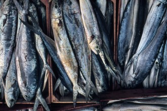 Nature, Italy, region of Sicilia 1975 Isole Egadi, Isola di Marettimo (Egadi Islands,  Marettimo