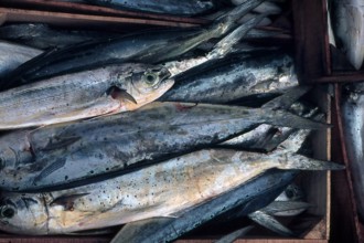 Nature, Italy, region of Sicilia 1975 Isole Egadi, Isola di Marettimo (Egadi Islands,  Marettimo