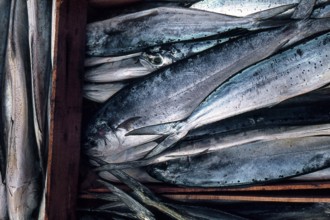 Nature, Italy, region of Sicilia 1975 Isole Egadi, Isola di Marettimo (Egadi Islands,  Marettimo