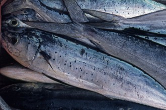 Nature, Italy, region of Sicilia 1975 Isole Egadi, Isola di Marettimo (Egadi Islands,  Marettimo